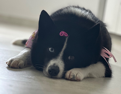 Pomsky , brazil , bicolor