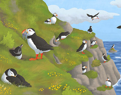 Drawing puffins for a kids magazine 2