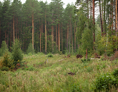 Лес в России