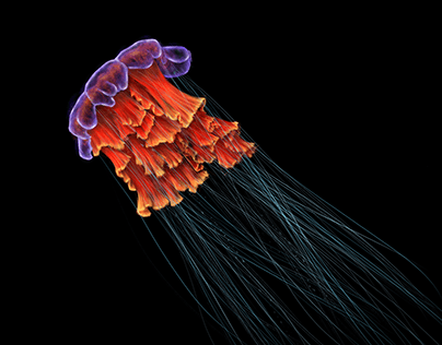 INFORMATIC SCROLL: jellyfish