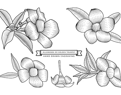 Allamanda flower retro hand drawn engraving