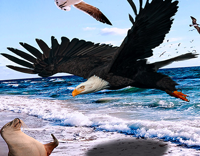 Eagle attack