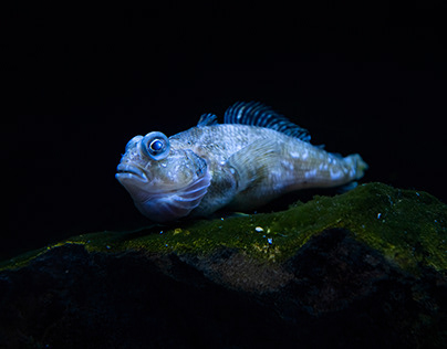 Genova's Aquarium