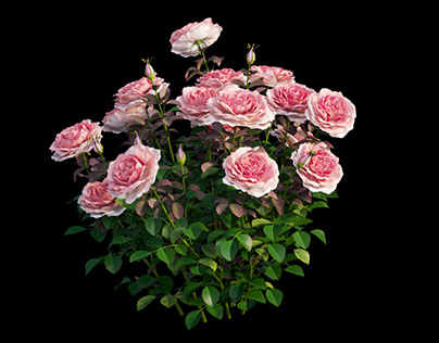 Rose plant set 21