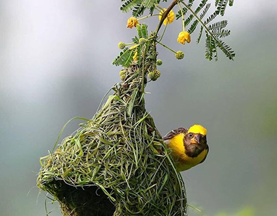 Baya Weaver Bird's nest (Ploceus philippinus)For Home decor coconut  fiber ceylon | eBay