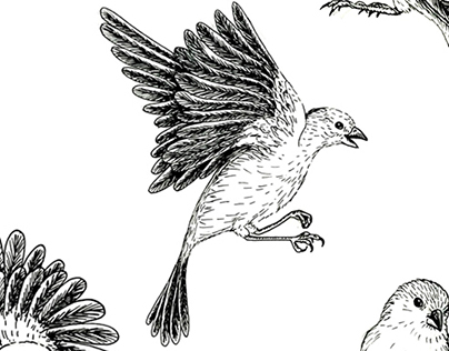 Ilustração - Pássaros