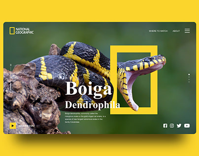 National Geographic Web Design
