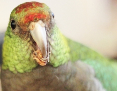 pangea's parrot
