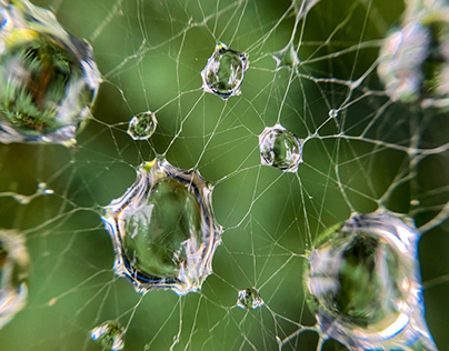 Drops, web, abstraction, green, nature