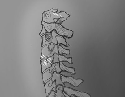 Human Anatomy-The Spinal Cord