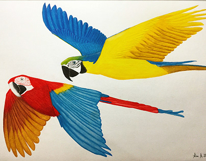 Araras - Macaws