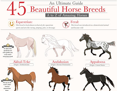 45 beautiful horse breeds collection