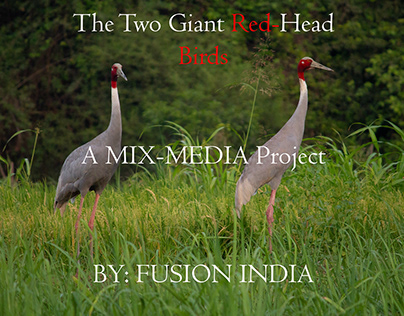 The Two Giant RED-HEAD Birds.