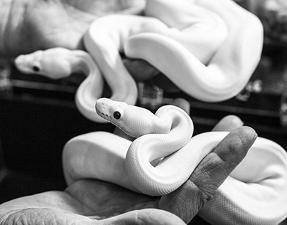 Snake Photography