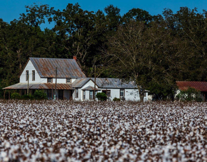 Farm House and Cotton Field
