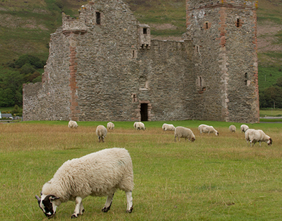 Sheep of Scotland
