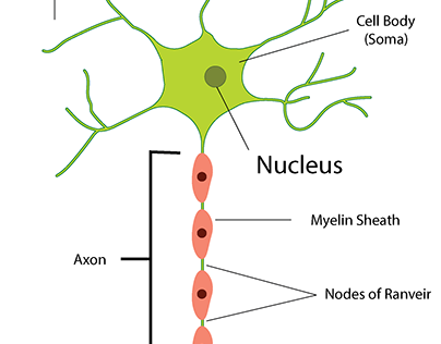 Medical Illustratoin - Structure of a Typical Neuron
