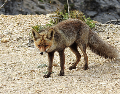 Fox in Cazorla (Spain).
