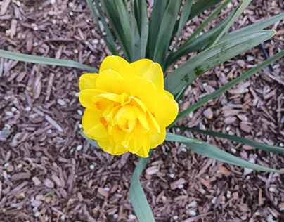 One Yellow and Orange Daffodil