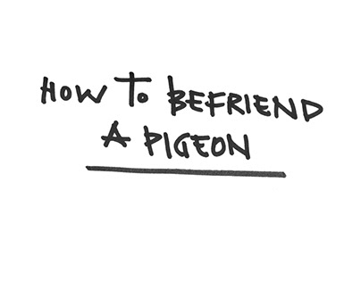 Зин How to befriend a pigeon
