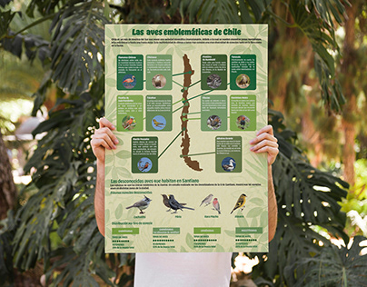 Infografía Aves emblemáticas de Chile