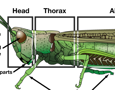 Grasshopper Illustration