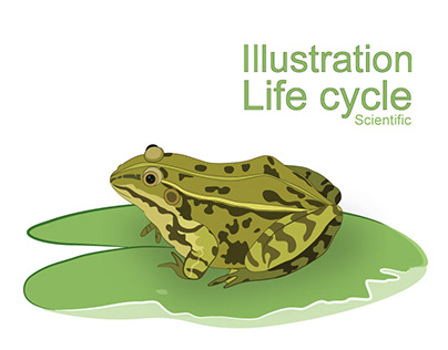 Illustration of life cycle | Scientific