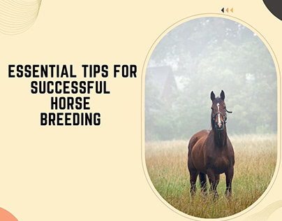 Essential Tips for Successful Horse Breeding