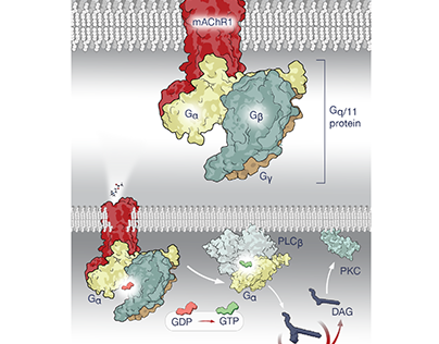mAChR1 molecular illustration