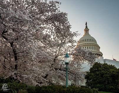 Spring in Washington DC at the US Capitol