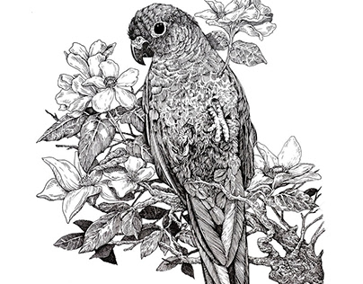 Green-cheeked parakeet ink drawing