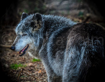 Speedwell Wolves at the Wolf Sanctuary of PA.
