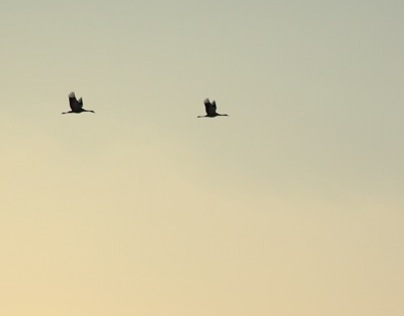 Cranes, sweet home.