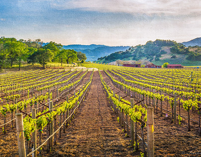 The Napa Wine Country - A Land Like A Painting