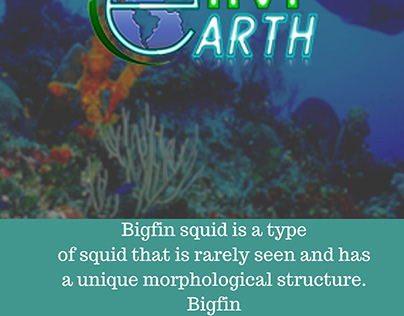Bigfin squid is a type of squid