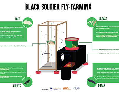 Black Soldier Fly Farming Infographic