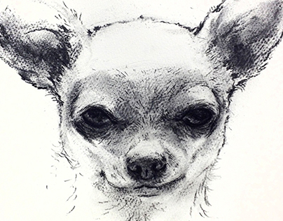 Chihuahua drawing - for 'Burberry Dog' Print
