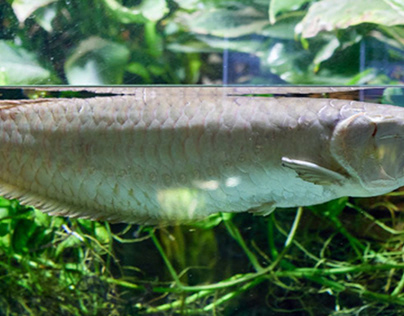 Majestic Arowana: The Dragon Fish of Aquaria