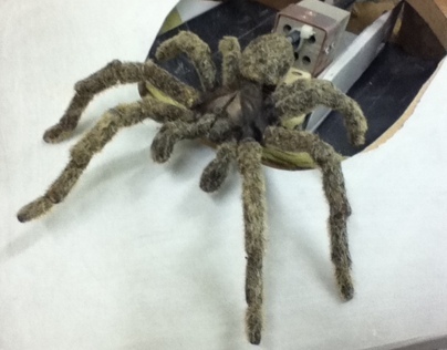 sydney brown animatronic spider