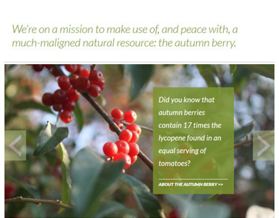Autumn Berry Inspired website