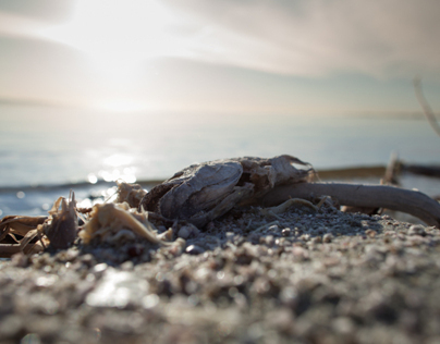 Photojournalism: Salton Sea