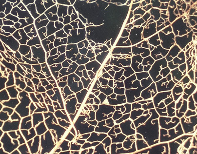 Leaf skeletons
