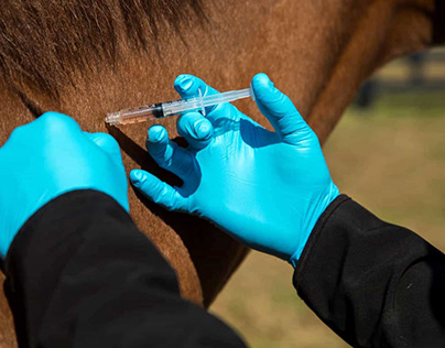 AAEP Helps Unwanted Horses Get Vital Vaccines