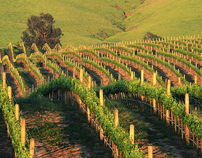 Wine Region Profile: Anderson Valley AVA