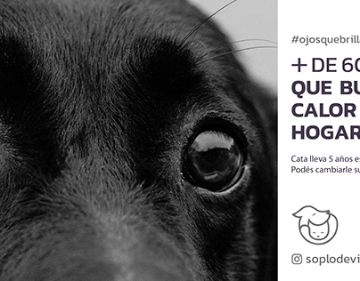Campaña publicitaria de adopción de perros