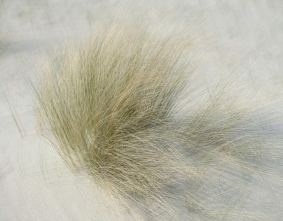 Dunegrass revisited