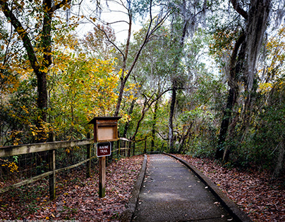 The Ravine Trail. Mike Roess Gold Head Branch Park