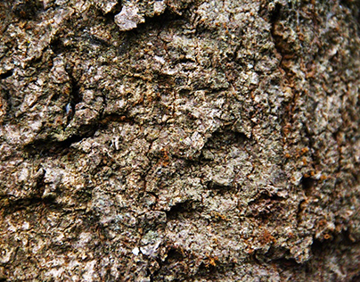 Coarse Textured Tree Bark Background Photo