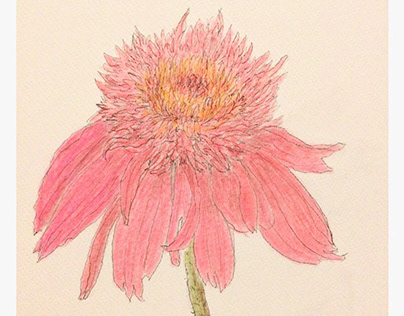flower sketch coloring Procreate Echinacea