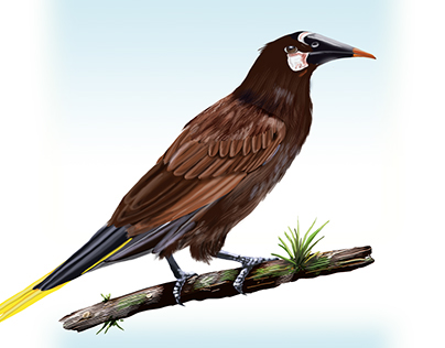 Psarocolius cassini